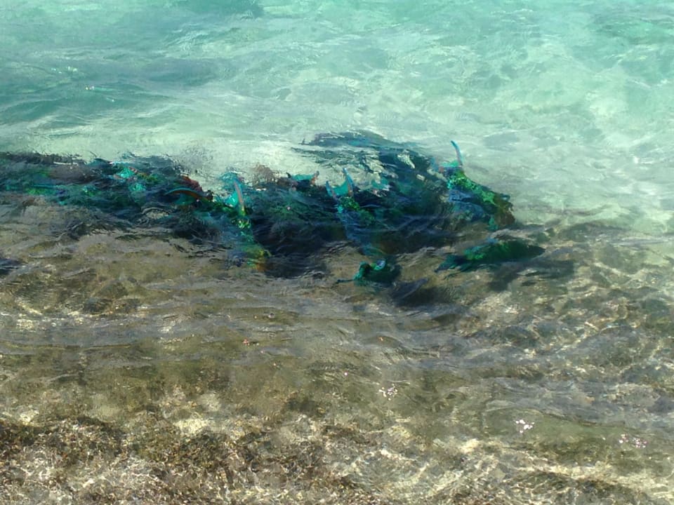 Fische  Vilamendhoo Island Resort & Spa