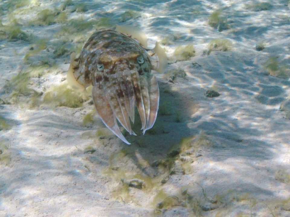 Sonstiges Shams Alam Beach Resort
