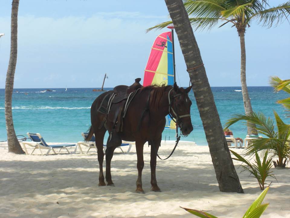 Die Polizei kommt hier zu Pferd Hotel Riu Bambu