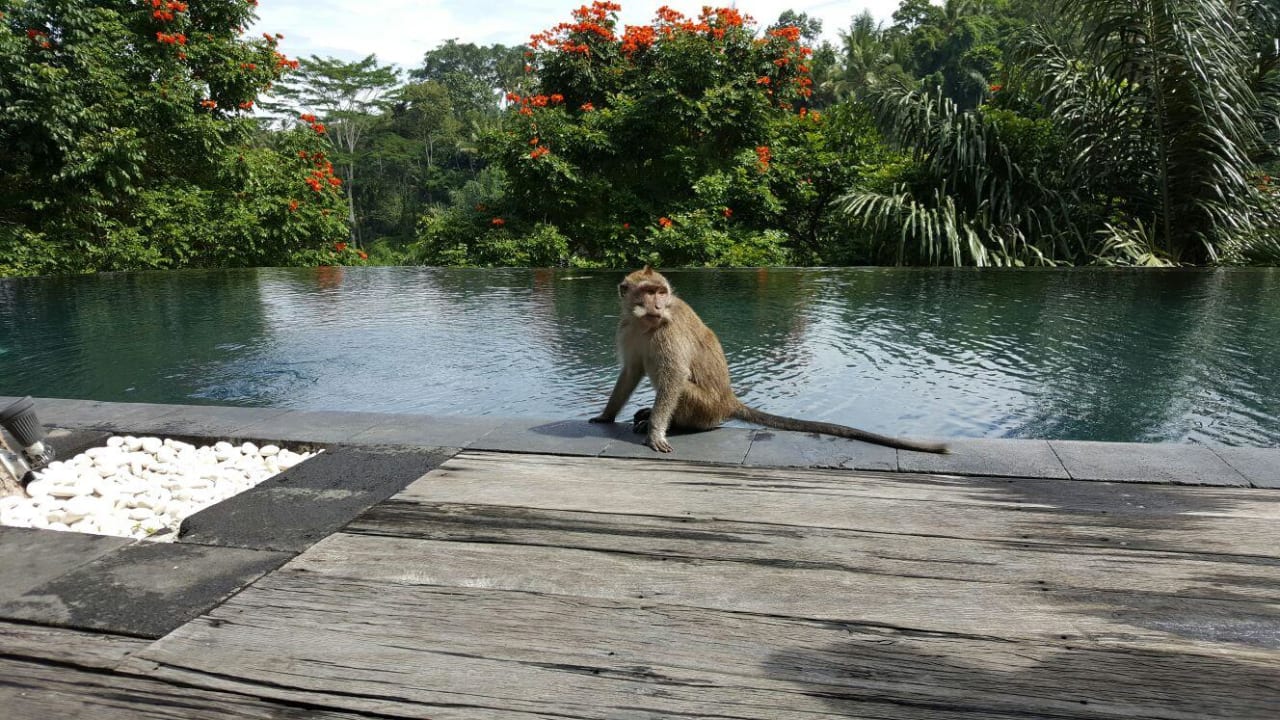 Pool Besucher Hotel Alam Ubud, Culture Villas And Residences