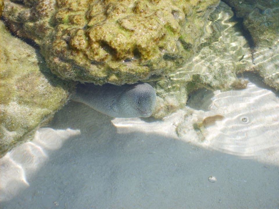 Muräne Summer Island Maldives