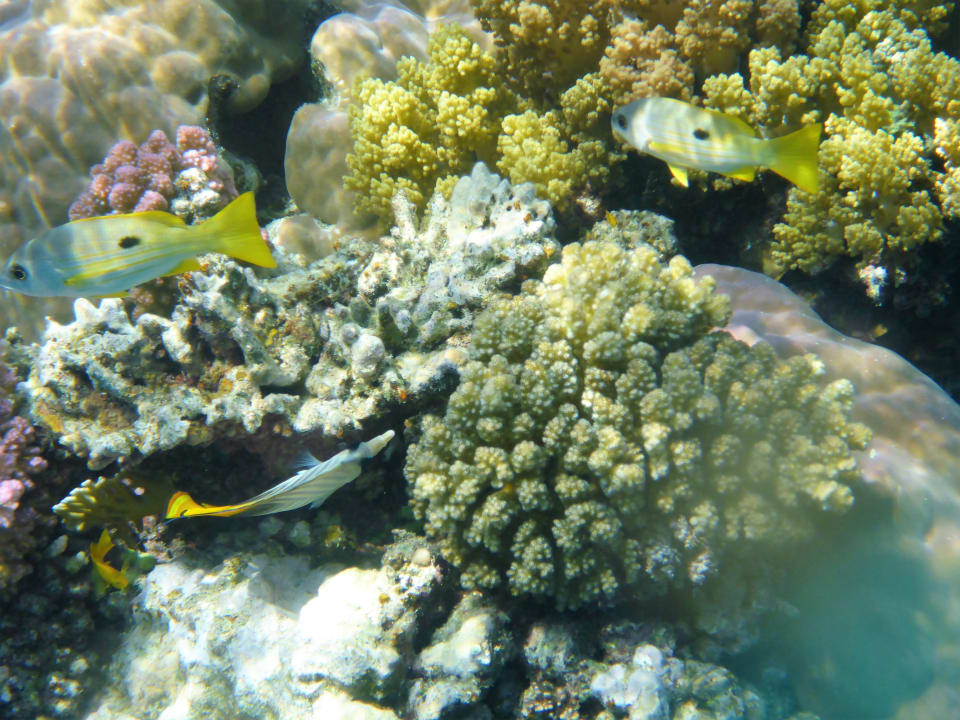 Sport & Freizeit Hotel Gorgonia Beach Resort