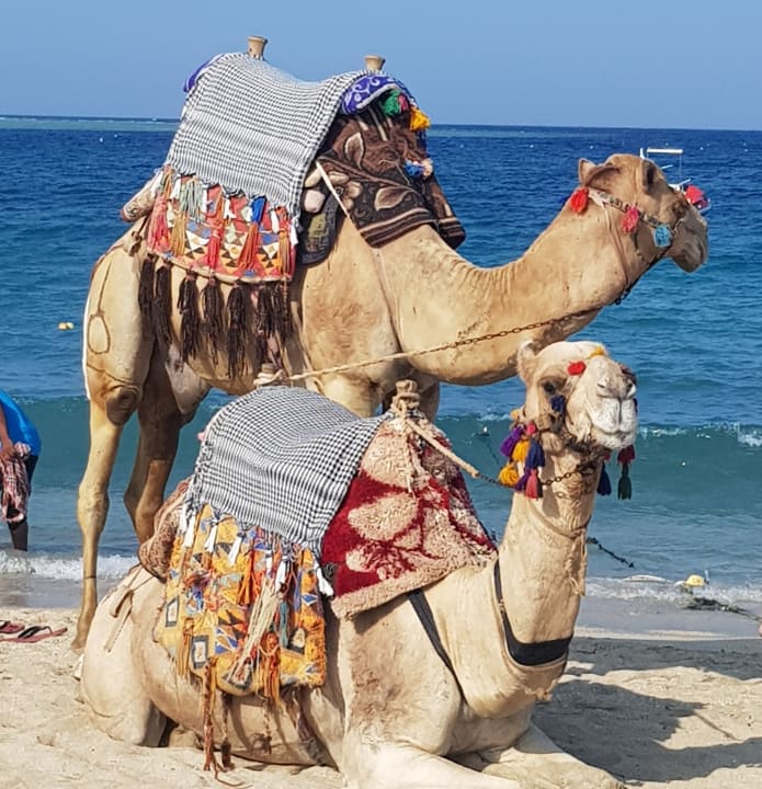 Strand Malikia Resort Abu Dabbab