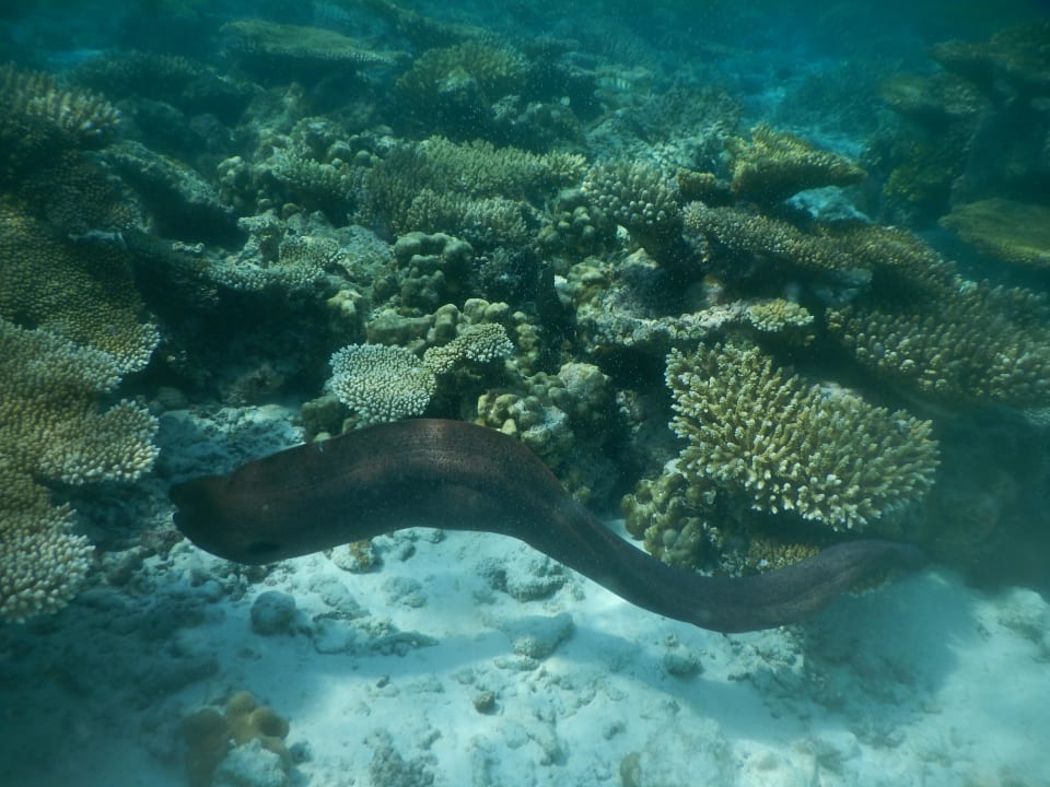 März 2016 Fihalhohi Maldives
