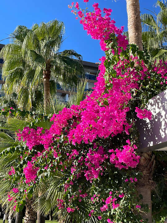 Gartenanlage Hotel Royal Garden Beach