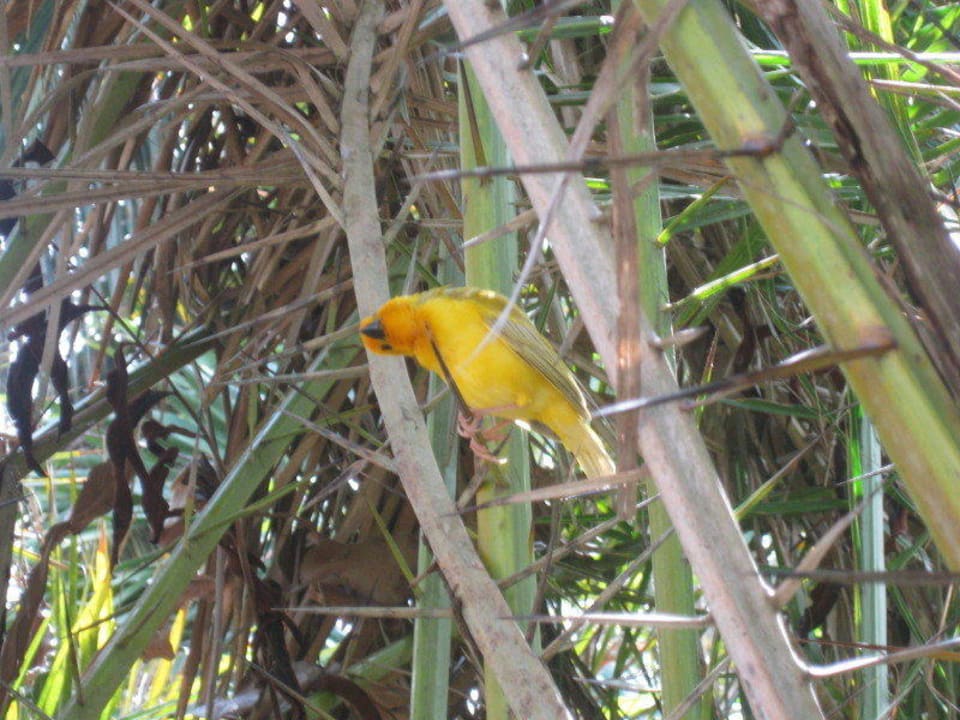 Bunte Gäste im Garten Bahari Beach Hotel