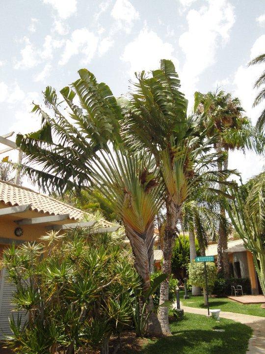 Fächerpalme Suites & Villas by Dunas