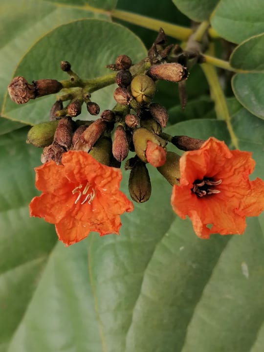 Gartenanlage Ghazala Beach