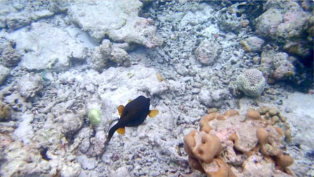 Sonstiges Vilamendhoo Island Resort & Spa