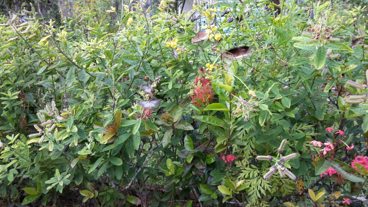 Gartenanlage Hotel Abad Turtle Beach