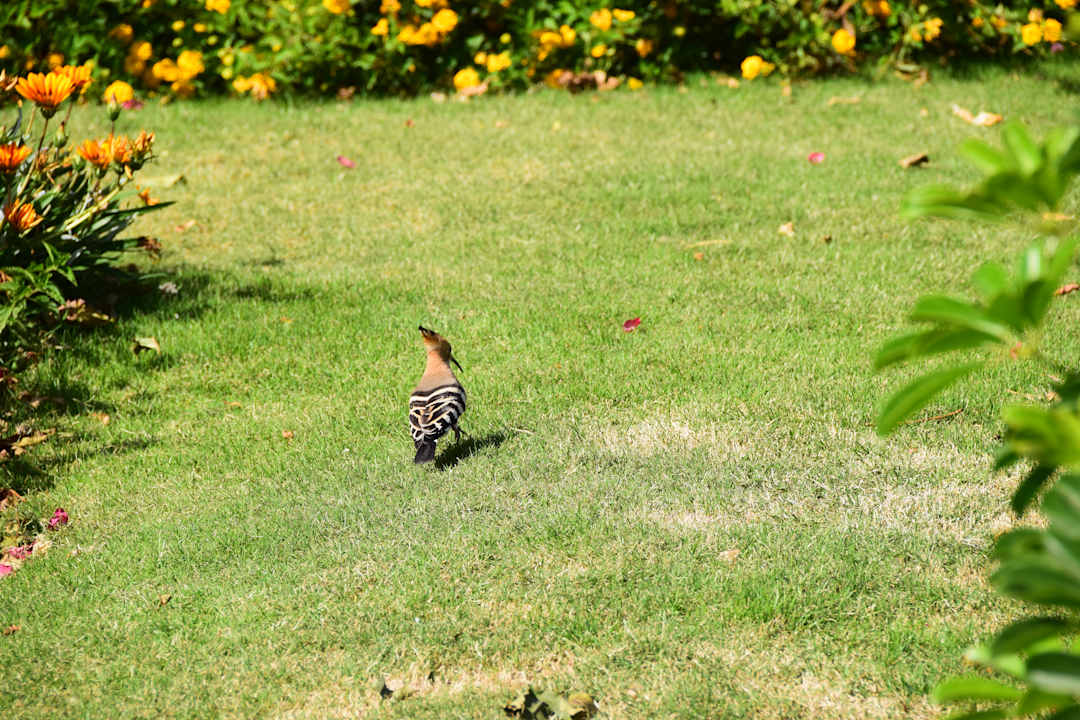Gartenanlage Wadi Lahmy Azur Resort