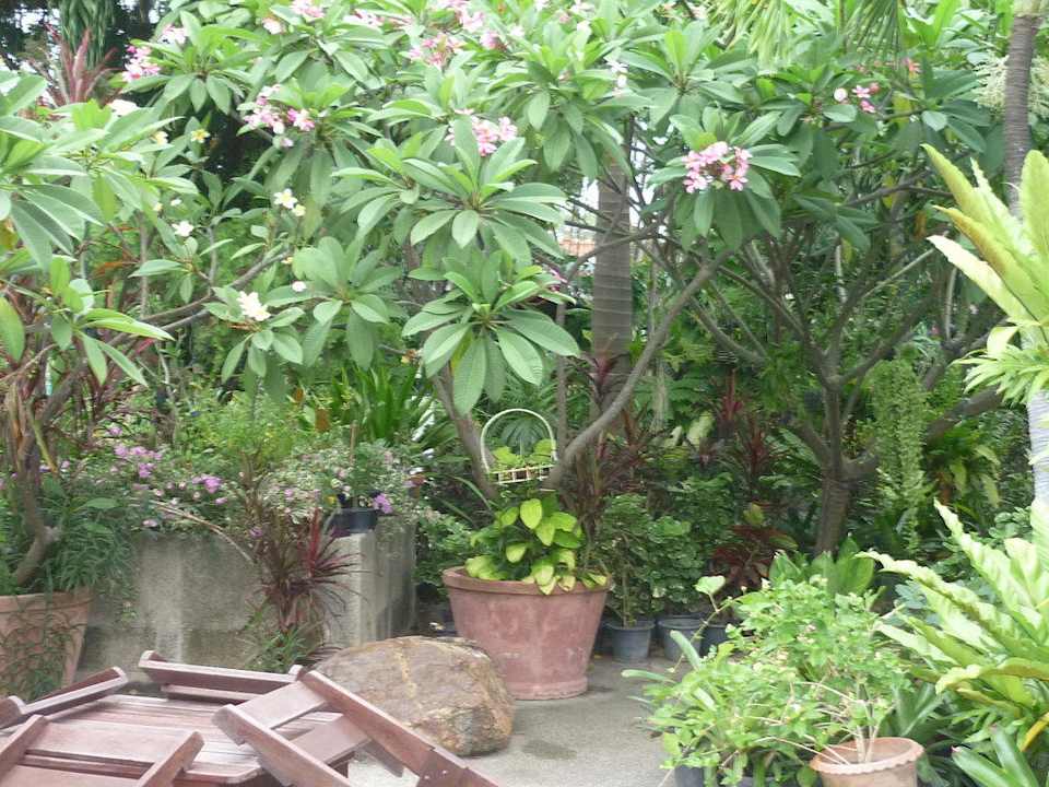 Dschungelgarten Hotel The Cottage