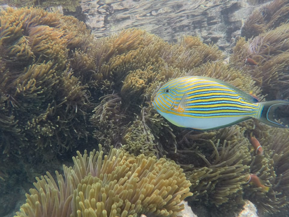 Sport & Freizeit Summer Island Maldives