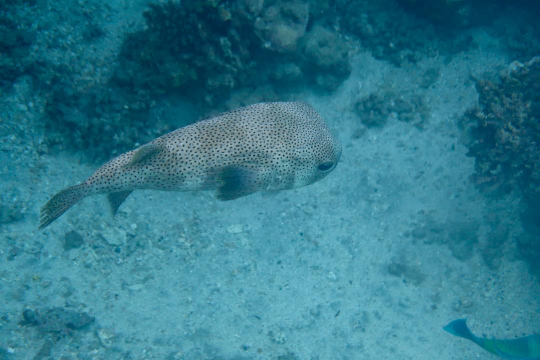 Strand Malikia Resort Abu Dabbab