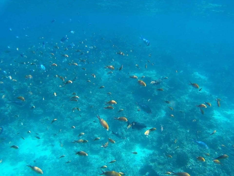 Fische Embudu Village