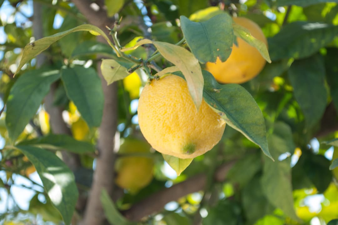 Gartenanlage Casa Flor de Sal