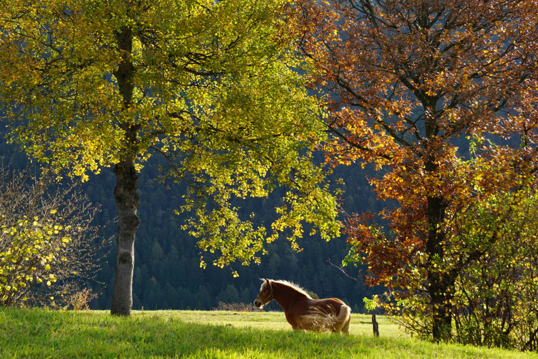 Sonstiges Bauernhof Neu-Schötzerhof