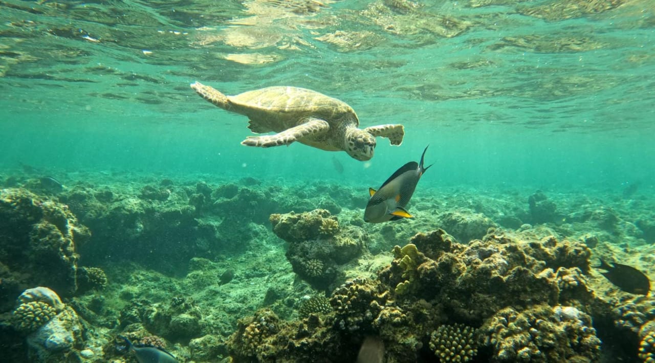 Strand Three Corners Equinox Beach Resort