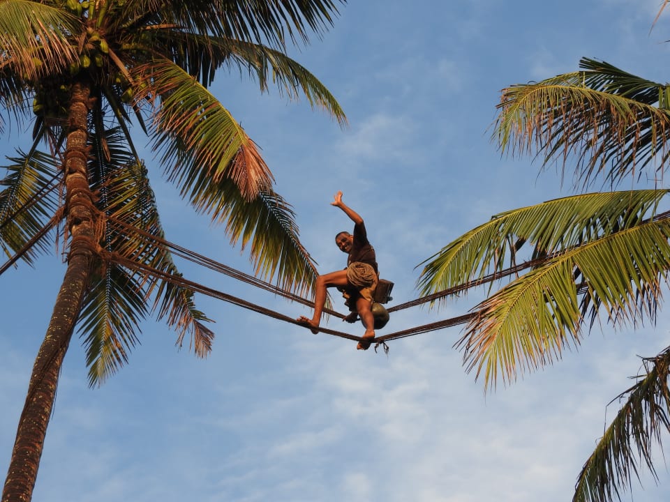 Hier wird Palmsaft geerntet Mermaid Hotel & Club