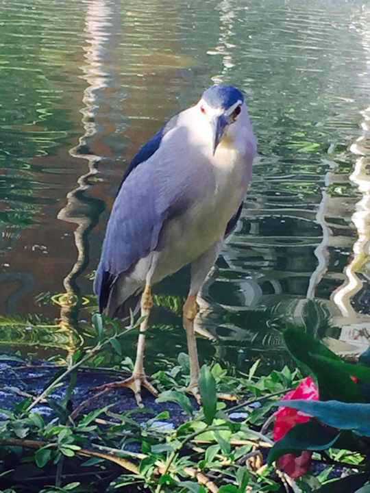 Morgendlicher Besucher beim Frühstück Ayodya Resort Bali