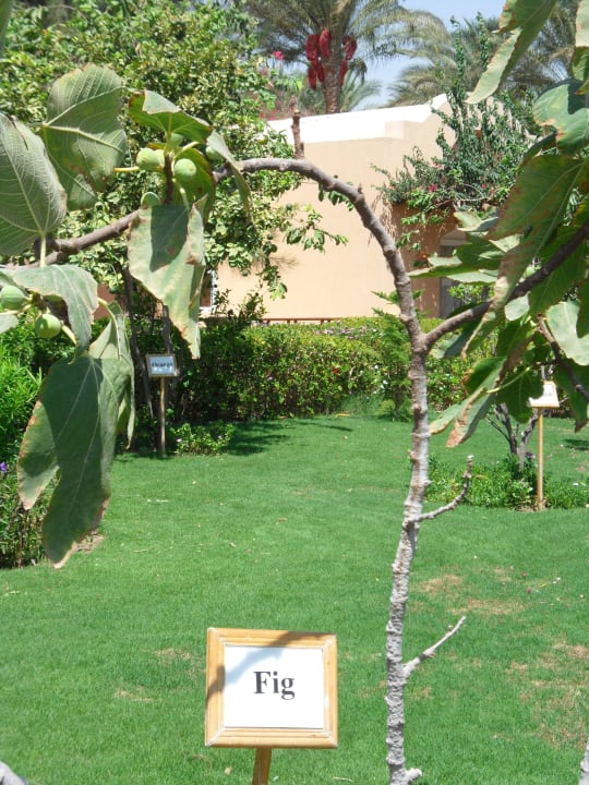 Территория отеля Iberotel Makadi Beach