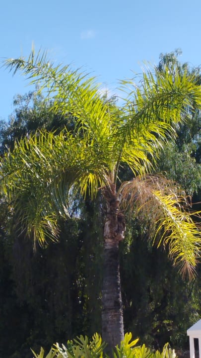 Gartenanlage BLUESEA Costa Jardin Spa