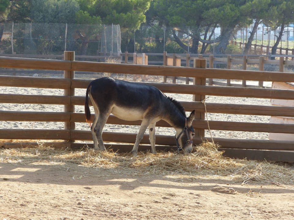 Impressionen von Plimmiri Atlantica Plimmiri