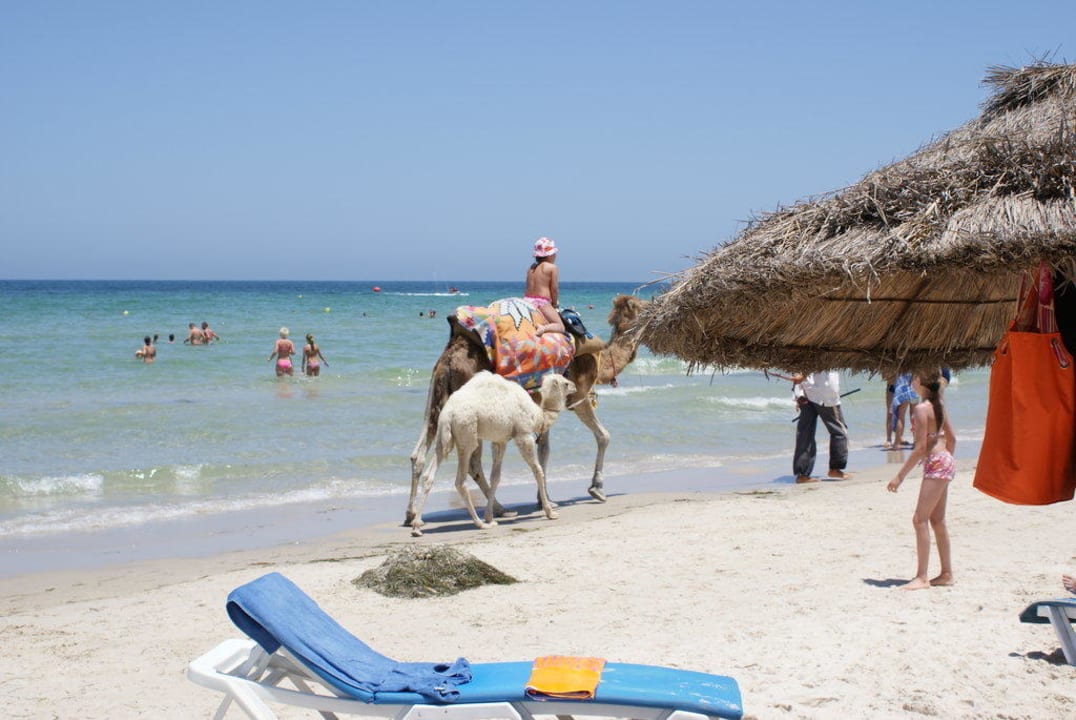 Nochmal Kamel Calimera One Resort Jockey