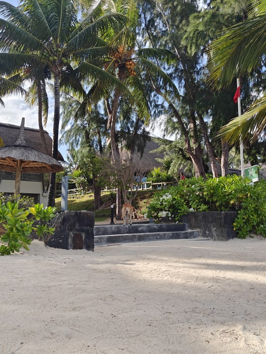 Gartenanlage Lagoon Attitude - Adults only