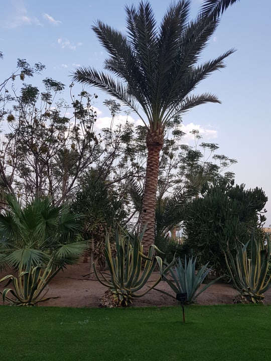 Garten Steigenberger Coraya Beach - Adults only