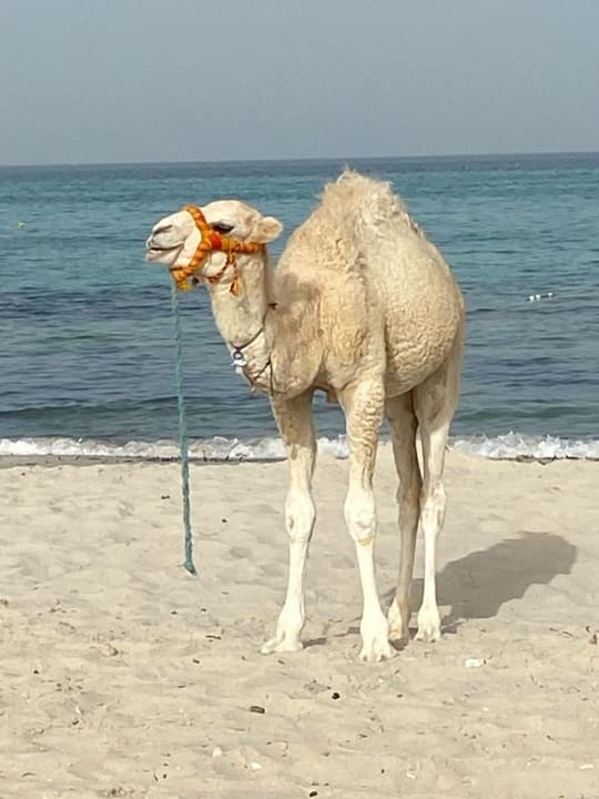 Strand TUI MAGIC LIFE Penelope Beach
