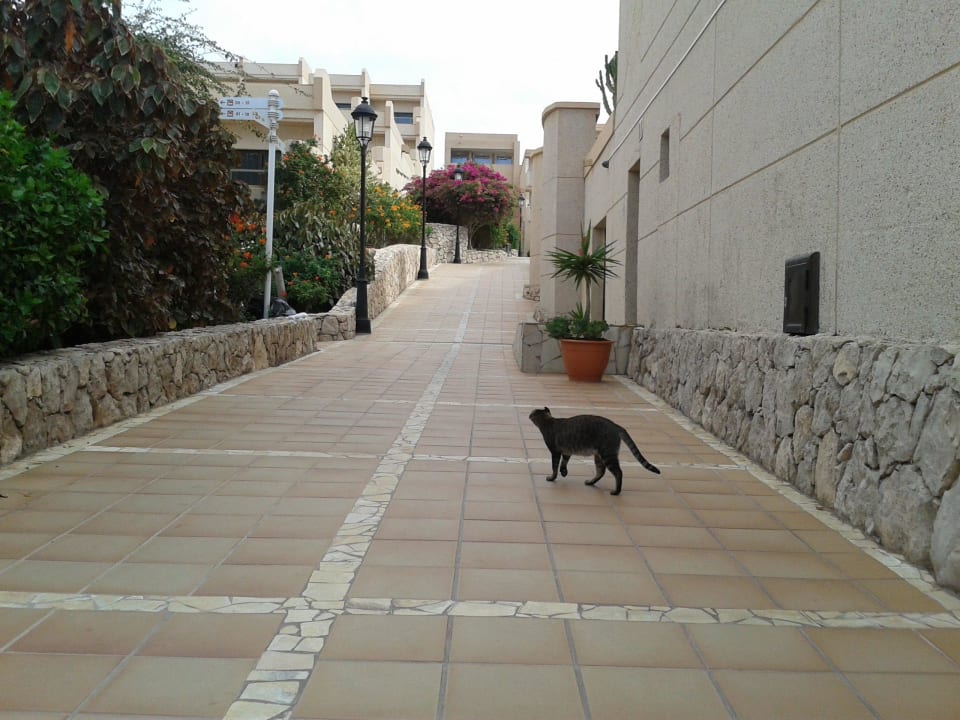 Hauptweg vom Meer zum Restaurant SBH Hotel Taro Beach