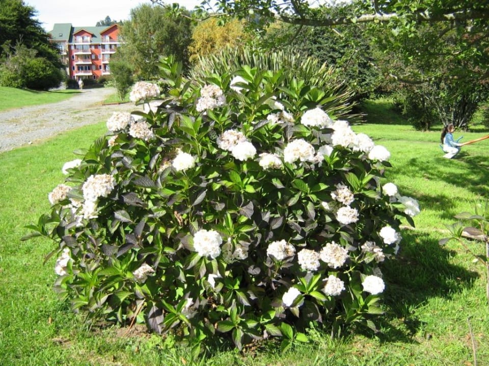В саду отеля. Hotel Termas de Puyehue