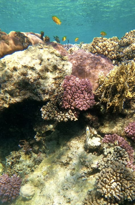 Sport & Freizeit Steigenberger Coraya Beach - Adults only