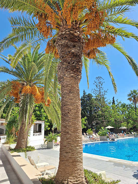 Pool Golden Tulip President Hammamet