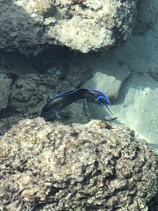 Strand Pickalbatros Citadel Resort