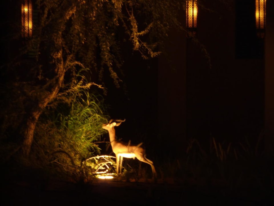 Gazelle The Ritz-Carlton Ras Al Khaimah, Al Wadi Desert