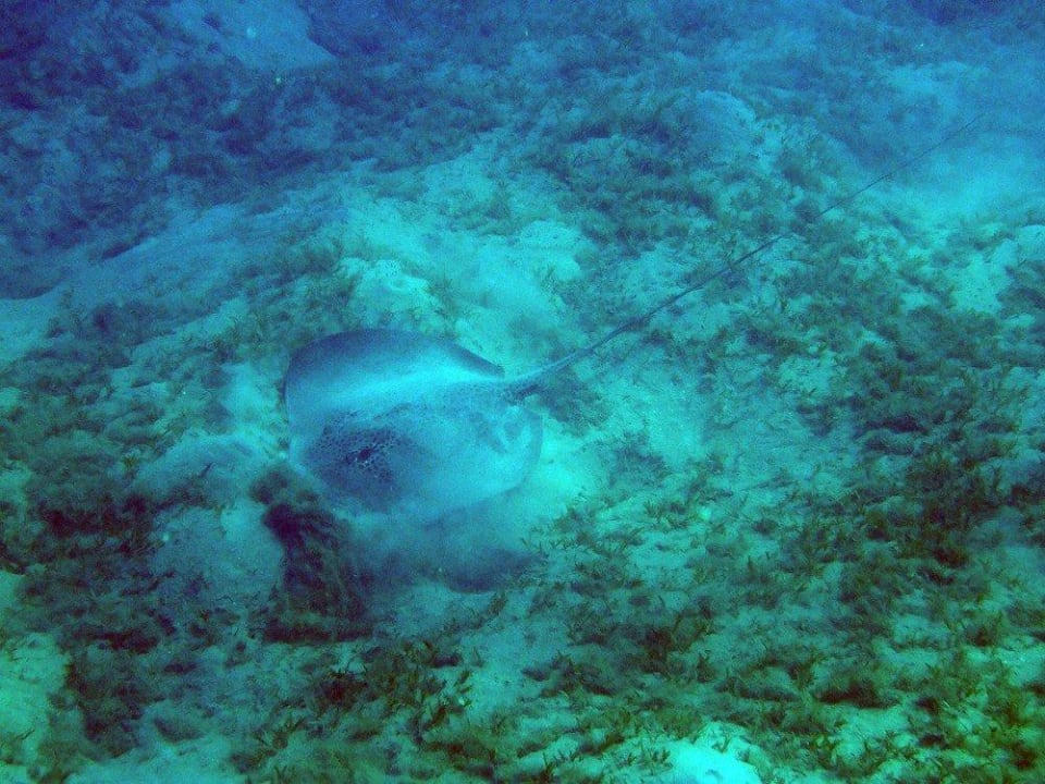 Rochen Malikia Resort Abu Dabbab