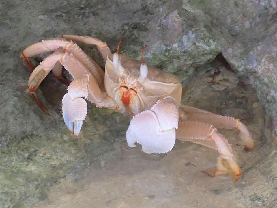 Strand SUNRISE Anjum Resort Marsa Alam