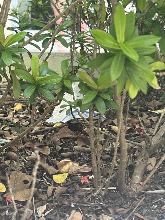 Zimmer Paradisus Grand Cana - All Suites