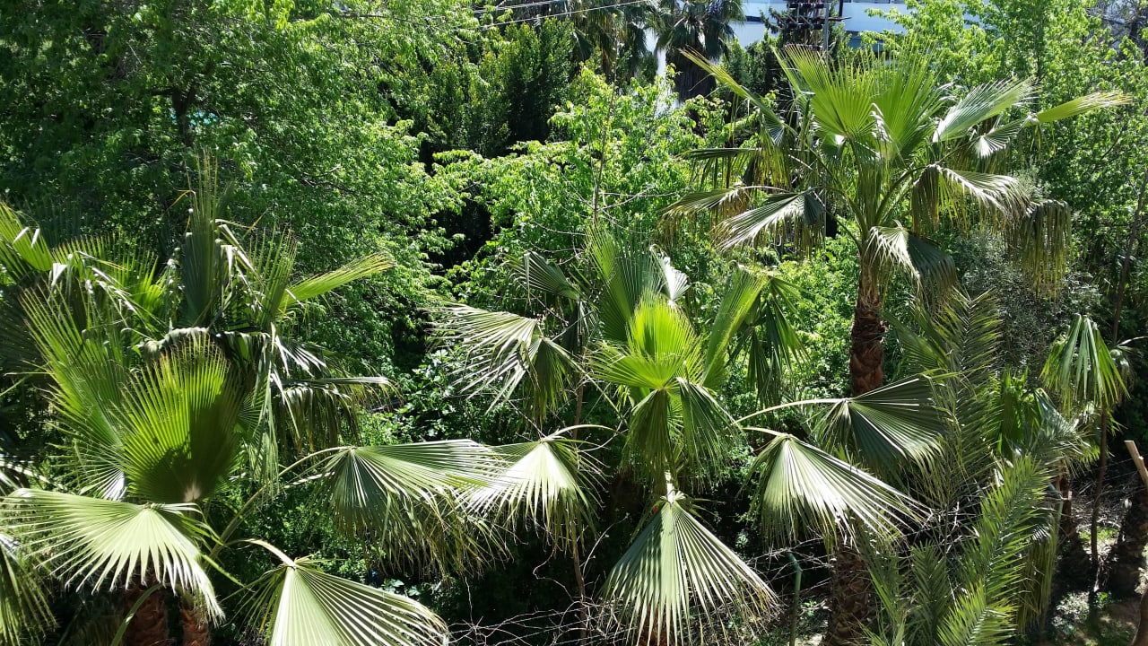 Blick zum Garten aus Haus 6 Hotel Orfeus Park
