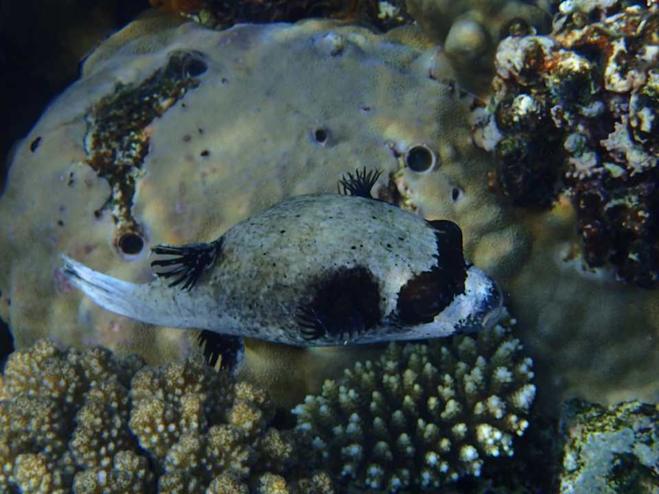 Strand Albatros Makadi Resort