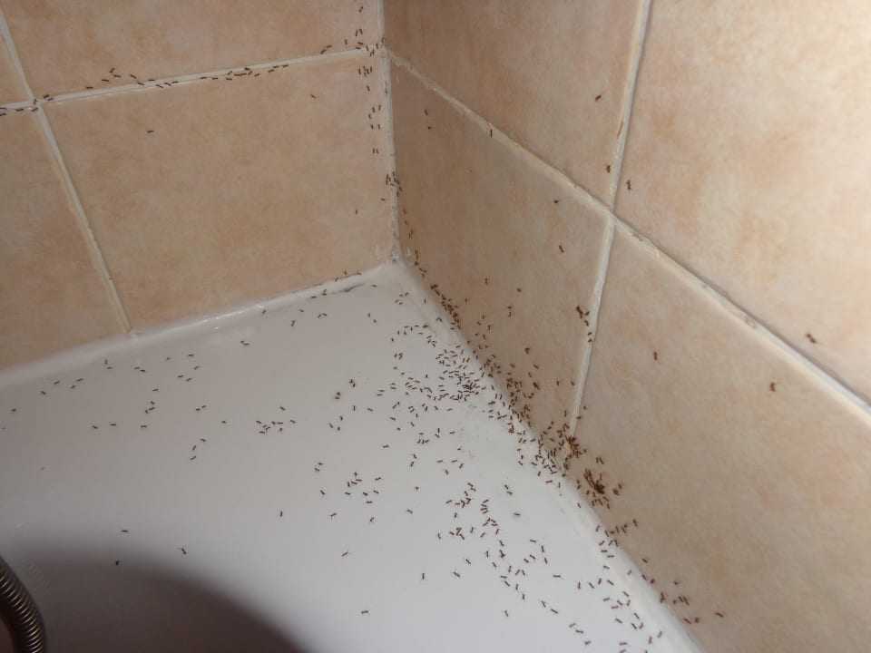 Ameisen im Bad ...Horror Occidental Jandía Mar