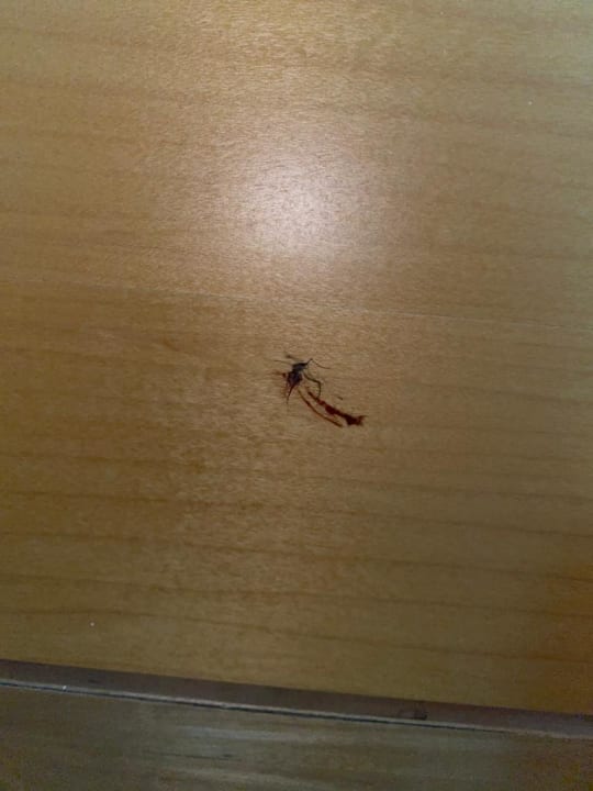 Zimmer Hotel Calypso Beach