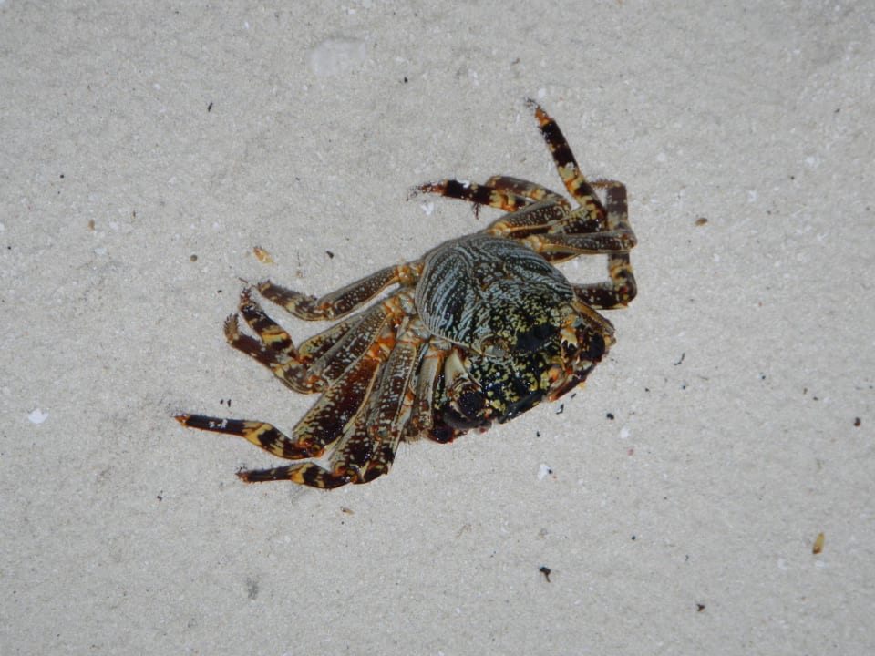 Bewohner Kuramathi Maldives