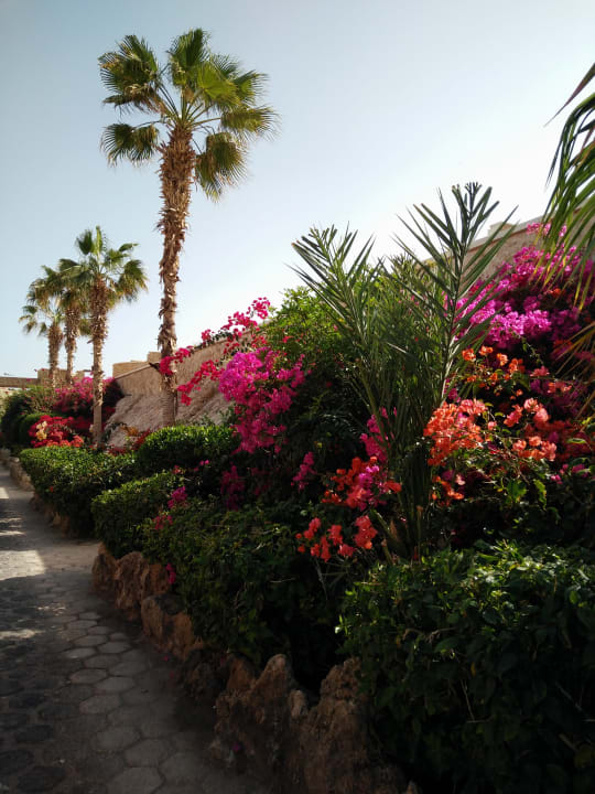 Gartenanlage Pickalbatros Citadel Resort