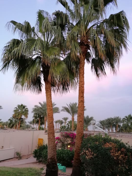 Ausblick Parrotel Beach Resort