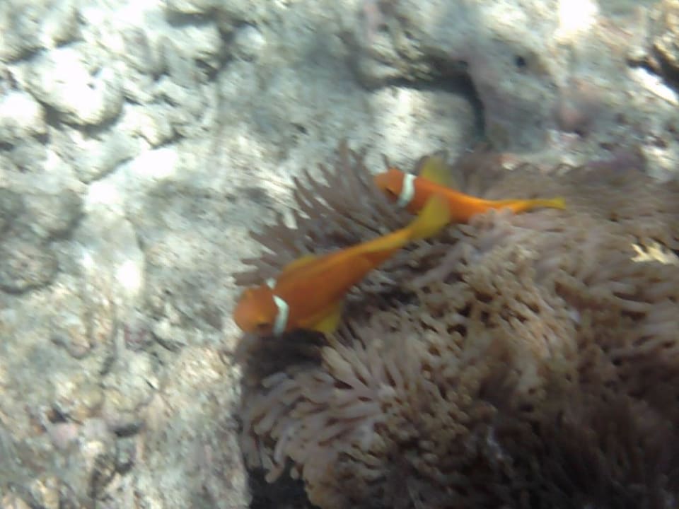 Nemo und Familie Embudu Village