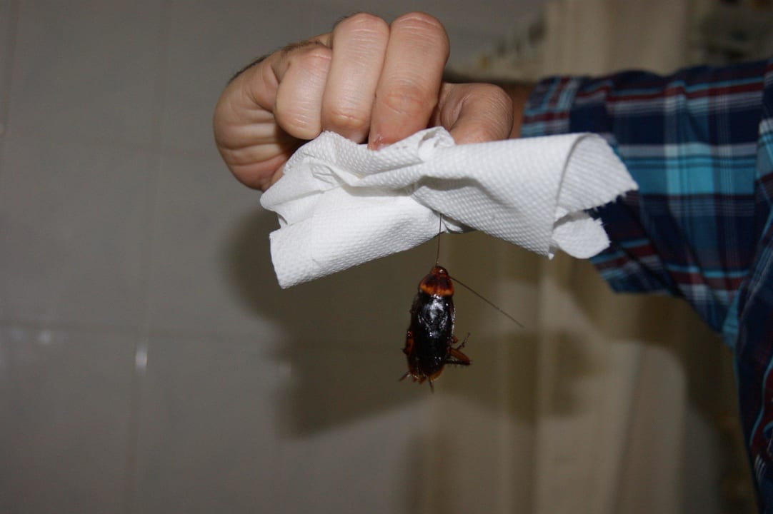 Ekelhaft Summer Island Maldives