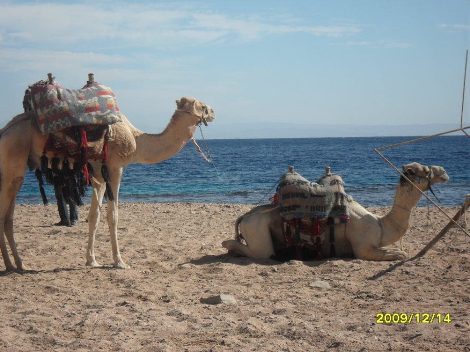 Kamele  am Strand Happy Life Village